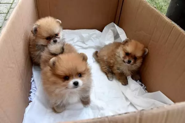 Yavru köpekleri uyuşturup, kaçak olarak Türkiye'ye getirdiler Yavru köpekleri uyuşturup, kaçak olarak Türkiye'ye getirdiler