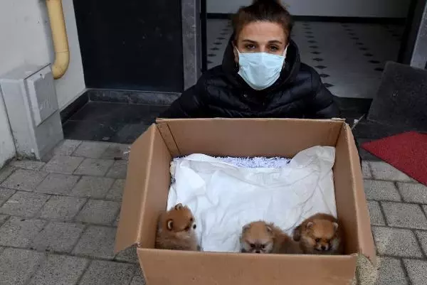 Yavru köpekleri uyuşturup, kaçak olarak Türkiye'ye getirdiler Yavru köpekleri uyuşturup, kaçak olarak Türkiye'ye getirdiler