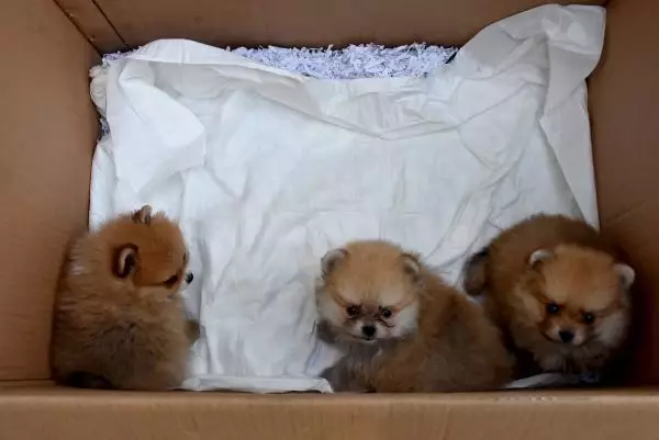 Yavru köpekleri uyuşturup, kaçak olarak Türkiye'ye getirdiler Yavru köpekleri uyuşturup, kaçak olarak Türkiye'ye getirdiler