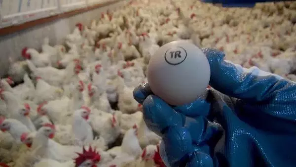 Yumurtada üretim düşünce fiyatlar arttı Yumurtada üretim düşünce fiyatlar arttı