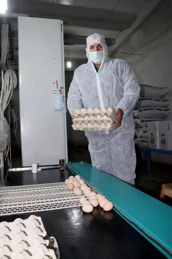 Yumurtada üretim düşünce fiyatlar arttı Yumurtada üretim düşünce fiyatlar arttı