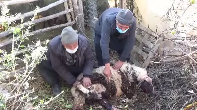 Ahıra giren 2 pitbull koyun ve kuzuları telef etti Ahıra giren 2 pitbull koyun ve kuzuları telef etti