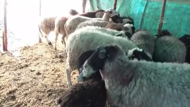 Ahıra giren 2 pitbull koyun ve kuzuları telef etti Ahıra giren 2 pitbull koyun ve kuzuları telef etti