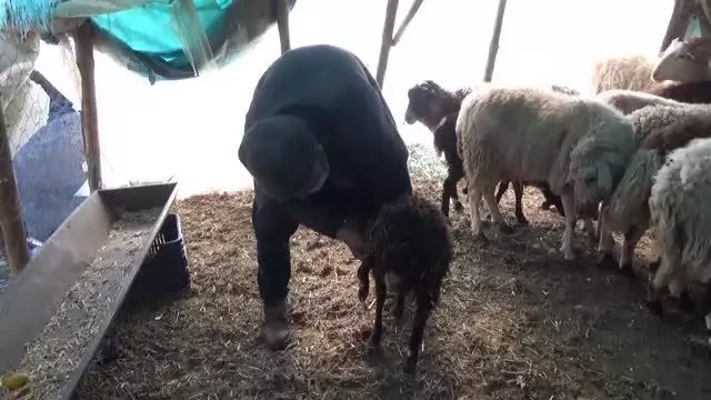 Ahıra giren 2 pitbull koyun ve kuzuları telef etti Ahıra giren 2 pitbull koyun ve kuzuları telef etti
