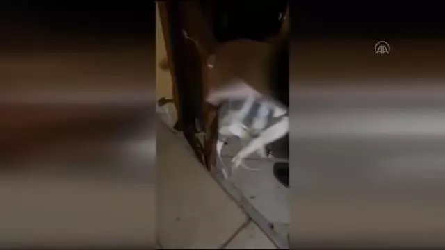 ANTALYA - Yasa dışı silah ticareti operasyonunda yakalanan 3 şüpheli tutuklandı ANTALYA - Yasa dışı silah ticareti operasyonunda yakalanan 3 şüpheli tutuklandı