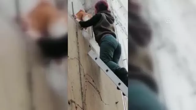 Son dakika haberi! Bodrum'da vücuduna demir çubuk saplanan kedi kurtarıldı Son dakika haberi! Bodrum'da vücuduna demir çubuk saplanan kedi kurtarıldı