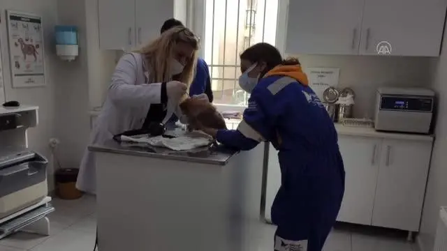 Bulgaristan'dan kaçak yollarla Türkiye'ye getirilen 7 köpek yavrusundan 4'ü kuvöze alındı Bulgaristan'dan kaçak yollarla Türkiye'ye getirilen 7 köpek yavrusundan 4'ü kuvöze alındı