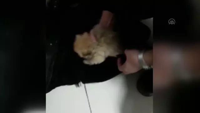 Bulgaristan'dan kaçak yollarla Türkiye'ye getirilen 7 köpek yavrusundan 4'ü kuvöze alındı Bulgaristan'dan kaçak yollarla Türkiye'ye getirilen 7 köpek yavrusundan 4'ü kuvöze alındı