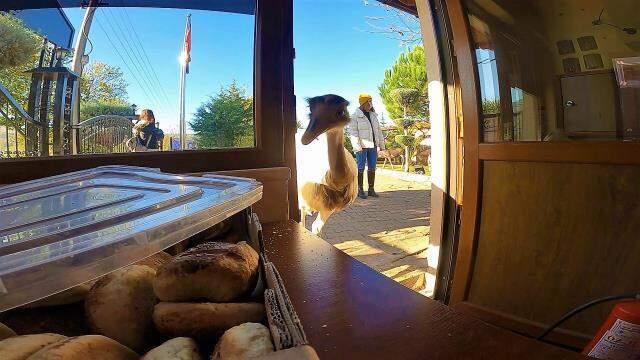 Dünyanın en tatlı hırsızı! Her gün poğaçalar eksiliyordu, hırsız 'deve kuşu' çıktı Dünyanın en tatlı hırsızı! Her gün poğaçalar eksiliyordu, hırsız 'deve kuşu' çıktı