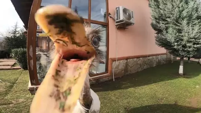 Dünyanın en tatlı hırsızı! Her gün poğaçalar eksiliyordu, hırsız 'Nandu' çıktı Dünyanın en tatlı hırsızı! Her gün poğaçalar eksiliyordu, hırsız 'Nandu' çıktı