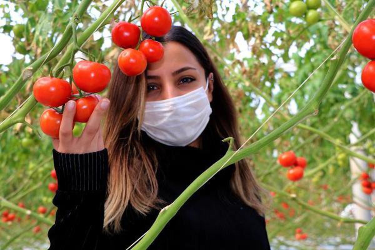 Hava sıcaklığının eksi 40'a kadar düştüğü Çaldıran'da, salkım salkım domates üretiyorlar