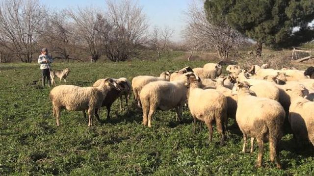 Hem okuyup hem çobanlık yapan Şevki, sosyal medyada fenomen oldu
