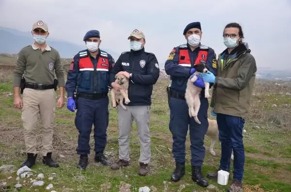 Kısıtlamada, Manisa'daki sokak hayvanları unutulmadı Kısıtlamada, Manisa'daki sokak hayvanları unutulmadı