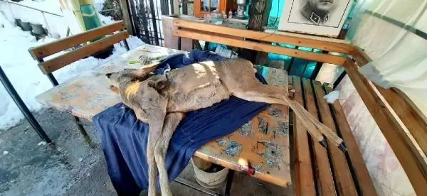 Köpeklerin saldırısıyla yaralanan karacaya suni teneffüs yaptı Köpeklerin saldırısıyla yaralanan karacaya suni teneffüs yaptı