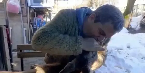 Köpeklerin saldırısıyla yaralanan karacaya suni teneffüs yaptı Köpeklerin saldırısıyla yaralanan karacaya suni teneffüs yaptı