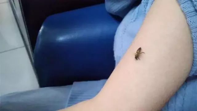 Koronavirüse iyi geldiğini iddia edip, kendilerini bal arılarına ısırtıyorlar Koronavirüse iyi geldiğini iddia edip, kendilerini bal arılarına ısırtıyorlar