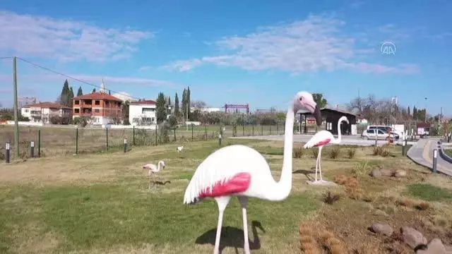 'Kuş Oteli' yılın her döneminde misafirlerini ağırlıyor 'Kuş Oteli' yılın her döneminde misafirlerini ağırlıyor