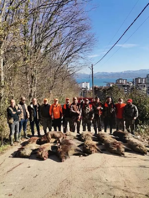 Ordu'da mahalleye inen 12 yaban domuzu avlandı Ordu'da mahalleye inen 12 yaban domuzu avlandı