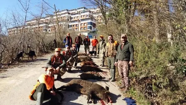 Ordu'da mahalleye inen 12 yaban domuzu avlandı Ordu'da mahalleye inen 12 yaban domuzu avlandı