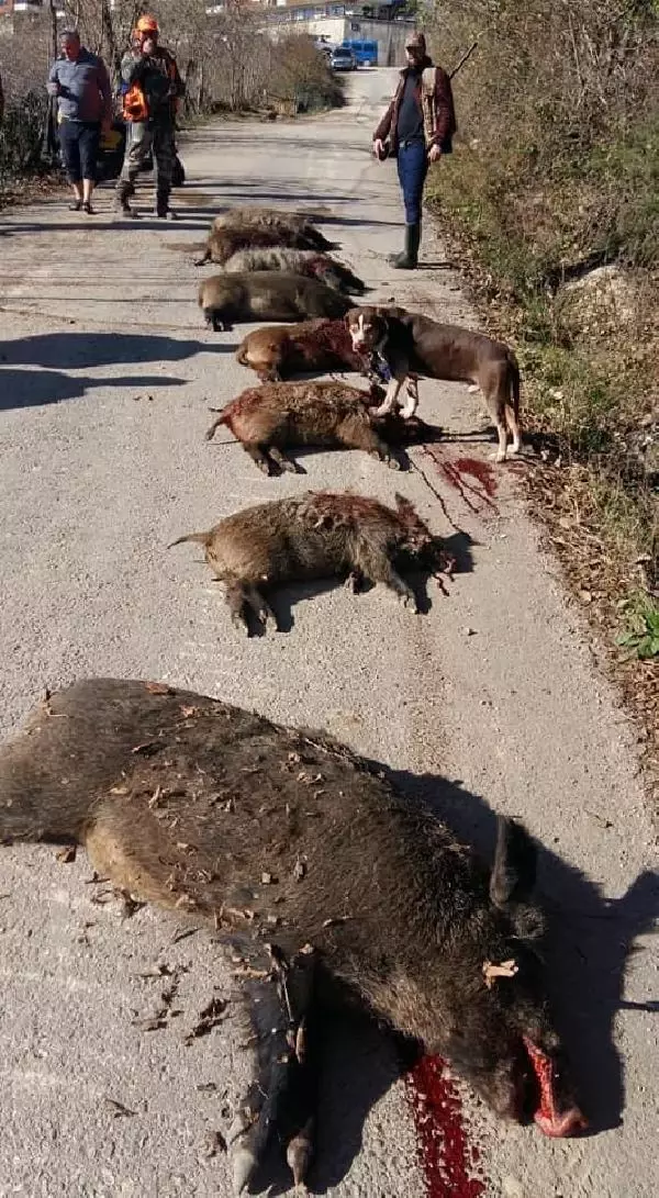 Ordu'da mahalleye inen 12 yaban domuzu avlandı Ordu'da mahalleye inen 12 yaban domuzu avlandı