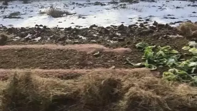 Yaban hayvanları için doğaya 1,5 ton yem bırakıldı Yaban hayvanları için doğaya 1,5 ton yem bırakıldı