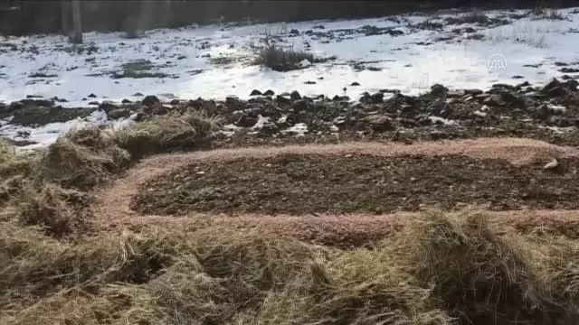 Yaban hayvanları için doğaya 1,5 ton yem bırakıldı Yaban hayvanları için doğaya 1,5 ton yem bırakıldı