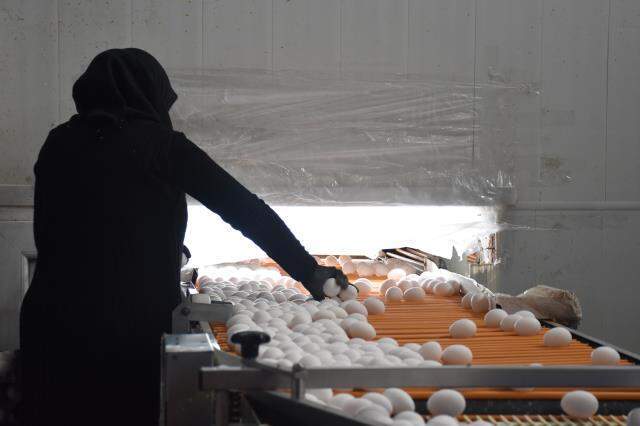 Afyonkarahisar'dan geçen yıl 32,6 milyon dolarlık yumurta ihraç edildi