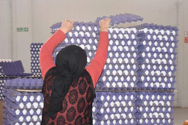 Afyonkarahisar'dan geçen yıl 32,6 milyon dolarlık yumurta ihraç edildi