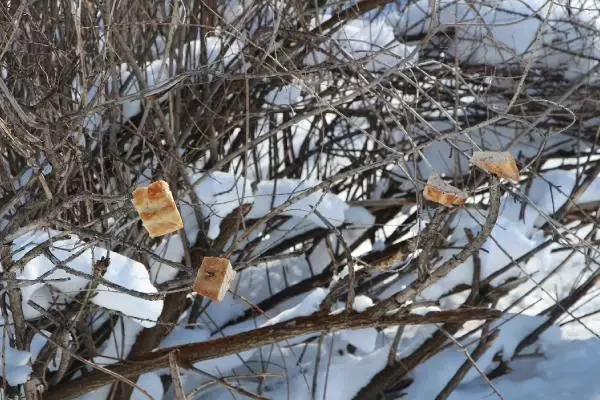 Bingöl'de, yaban hayvanları için askıda ekmek Bingöl'de, yaban hayvanları için askıda ekmek