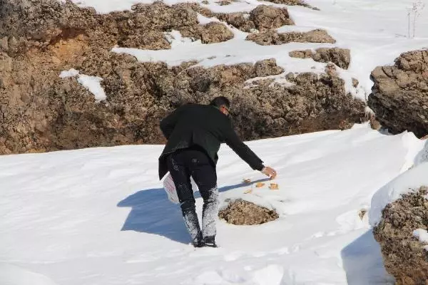 Bingöl'de, yaban hayvanları için askıda ekmek Bingöl'de, yaban hayvanları için askıda ekmek