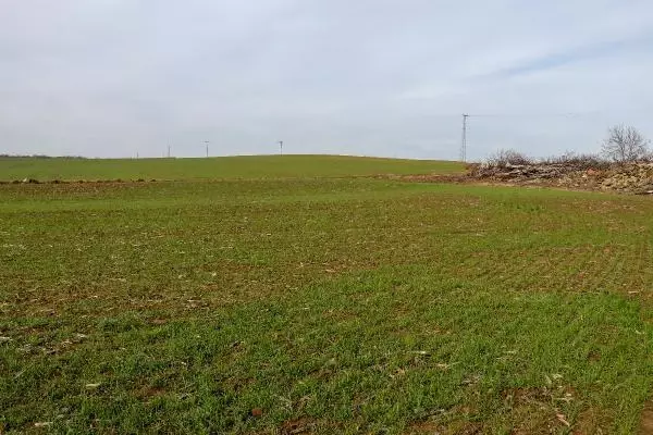 Edirne'de kar, hububatta çimlenmeyi hızlandırdı Edirne'de kar, hububatta çimlenmeyi hızlandırdı