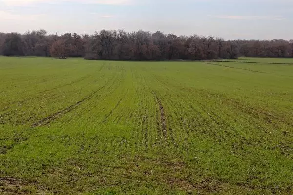 Edirne'de kar, hububatta çimlenmeyi hızlandırdı Edirne'de kar, hububatta çimlenmeyi hızlandırdı