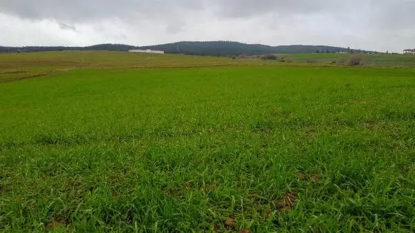 Edirne'de kar, hububatta çimlenmeyi hızlandırdı Edirne'de kar, hububatta çimlenmeyi hızlandırdı