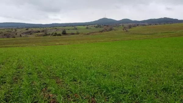 Edirne'de kar, hububatta çimlenmeyi hızlandırdı Edirne'de kar, hububatta çimlenmeyi hızlandırdı