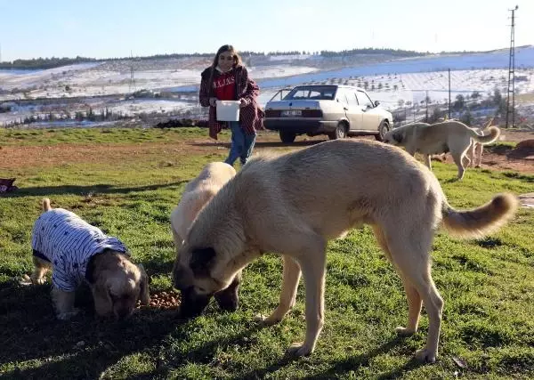 Engeline rağmen, kırsal bölgelerdeki hayvanları besliyor Engeline rağmen, kırsal bölgelerdeki hayvanları besliyor