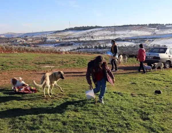 Engeline rağmen, kırsal bölgelerdeki hayvanları besliyor Engeline rağmen, kırsal bölgelerdeki hayvanları besliyor