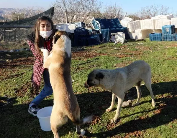 Engeline rağmen, kırsal bölgelerdeki hayvanları besliyor Engeline rağmen, kırsal bölgelerdeki hayvanları besliyor