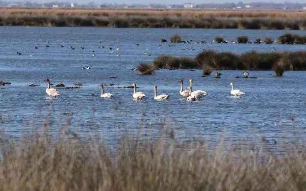 Karadeniz'in tuzlu suyunun sızdığı delta, tehdit altında Karadeniz'in tuzlu suyunun sızdığı delta, tehdit altında
