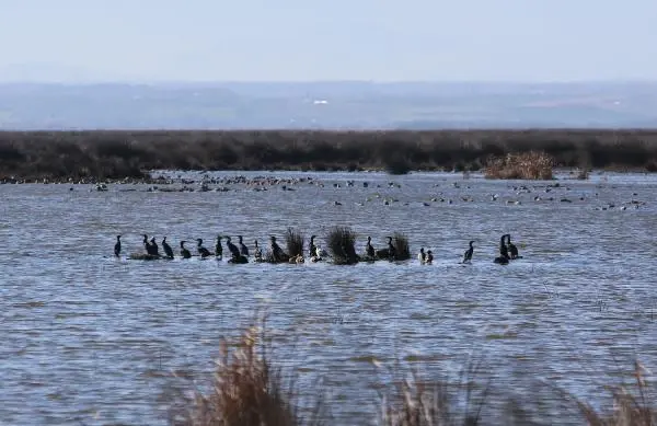 Karadeniz'in tuzlu suyunun sızdığı delta, tehdit altında Karadeniz'in tuzlu suyunun sızdığı delta, tehdit altında