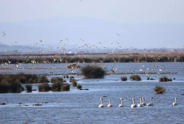 Karadeniz'in tuzlu suyunun sızdığı delta, tehdit altında Karadeniz'in tuzlu suyunun sızdığı delta, tehdit altında