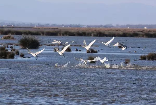 Karadeniz'in tuzlu suyunun sızdığı delta, tehdit altında Karadeniz'in tuzlu suyunun sızdığı delta, tehdit altında