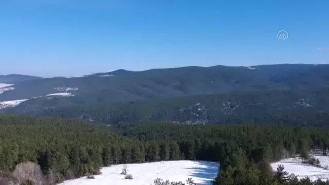 KASTAMONU - Yaban hayvanları için doğaya yem bırakıldı KASTAMONU - Yaban hayvanları için doğaya yem bırakıldı