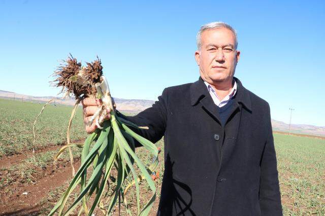Koronavirüsün ilacı sarımsak üreticinin yüzünü güldürüyor