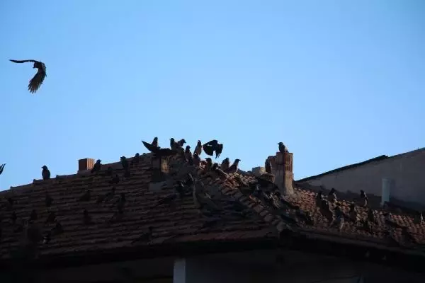 Oltu Çayı'ndaki puhuya karga saldırısı Oltu Çayı'ndaki puhuya karga saldırısı