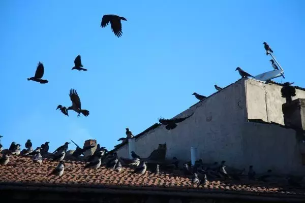 Oltu Çayı'ndaki puhuya karga saldırısı Oltu Çayı'ndaki puhuya karga saldırısı