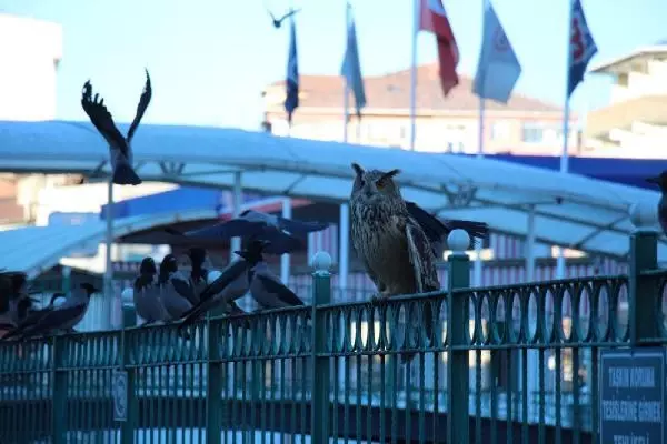 Oltu Çayı'ndaki puhuya karga saldırısı Oltu Çayı'ndaki puhuya karga saldırısı