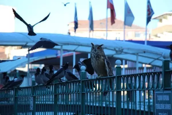 Oltu Çayı'ndaki puhuya karga saldırısı Oltu Çayı'ndaki puhuya karga saldırısı