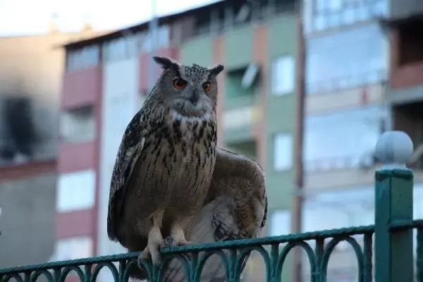Oltu Çayı'ndaki puhuya karga saldırısı Oltu Çayı'ndaki puhuya karga saldırısı