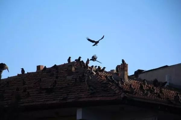 Oltu Çayı'ndaki puhuya karga saldırısı Oltu Çayı'ndaki puhuya karga saldırısı
