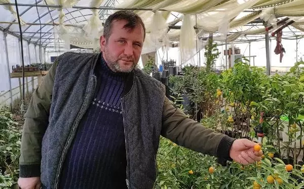 Pandemide kamkat fidesi ilgi gördü Pandemide kamkat fidesi ilgi gördü